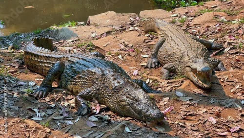 Close up view of Nile crocodiles (Crocodylus niloticus) lying on the ground. Madagascar. photo