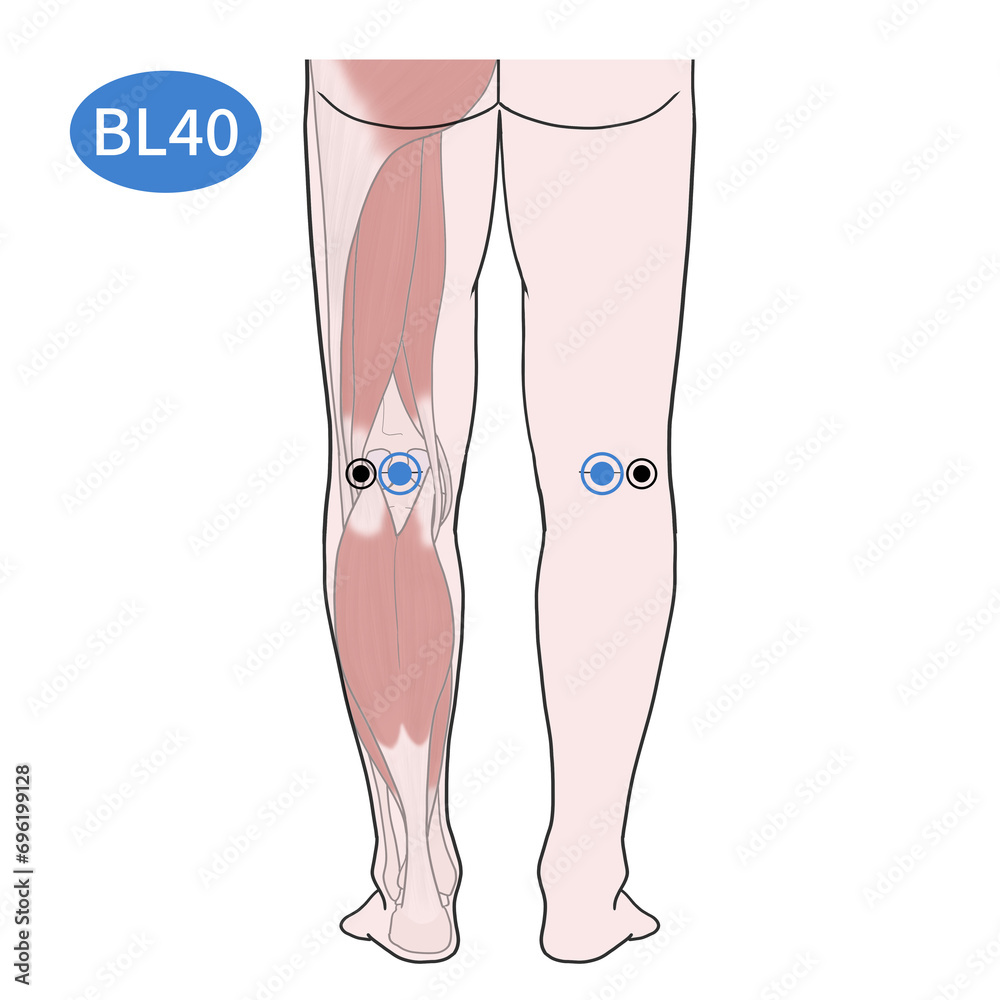 위중혈 혈자리 일러스트 Stock Illustration | Adobe Stock