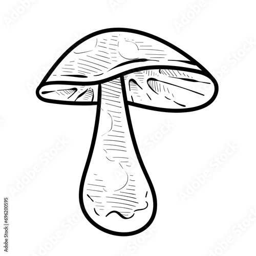 mushroom handdrawn illustration