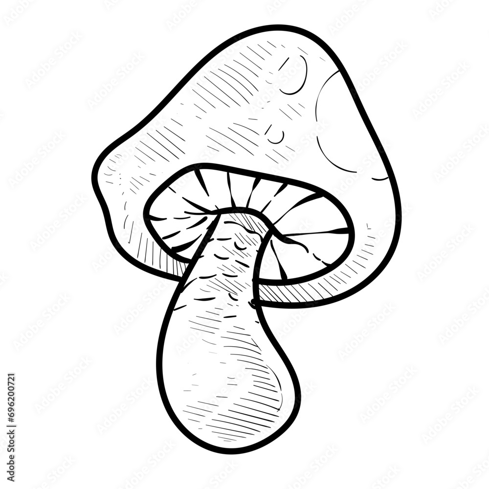 vegetable mushroom handdrawn illustration
