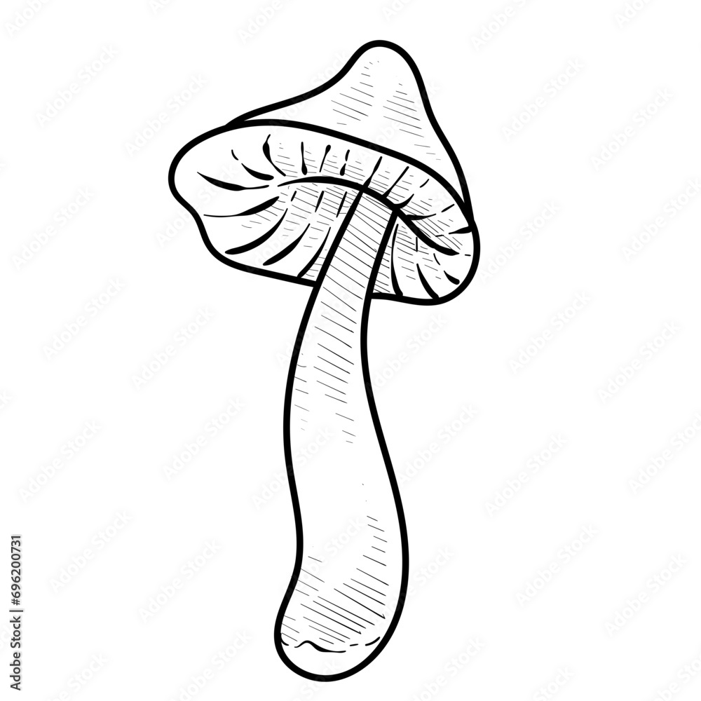 vegetable mushroom handdrawn illustration vegetable mushroom handdrawn illustration