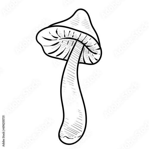 vegetable mushroom handdrawn illustration