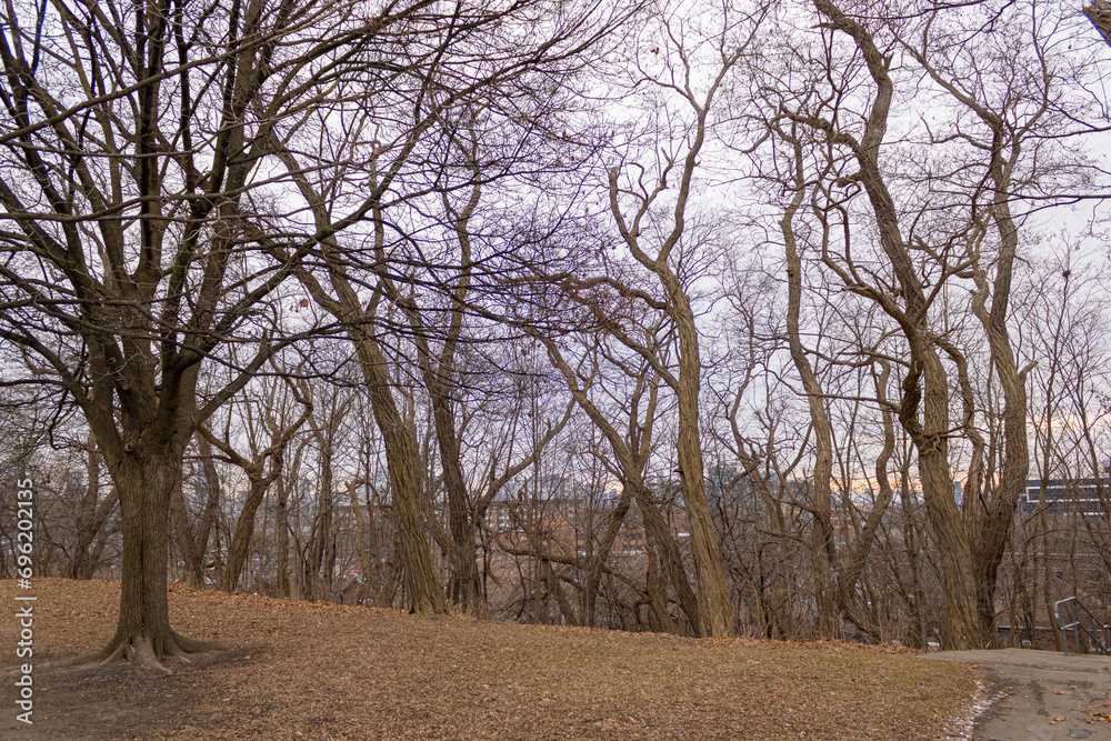 Fototapeta premium Trees during fall in Toronto