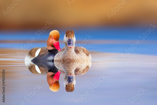 Ducks swimming in a wonderful nature. Colorful nature background. Red crested Pochard. Netta rufina. © serkanmutan