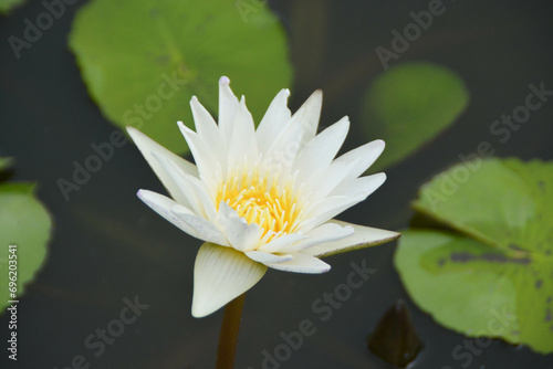 White lotus flower blooming in the pond.