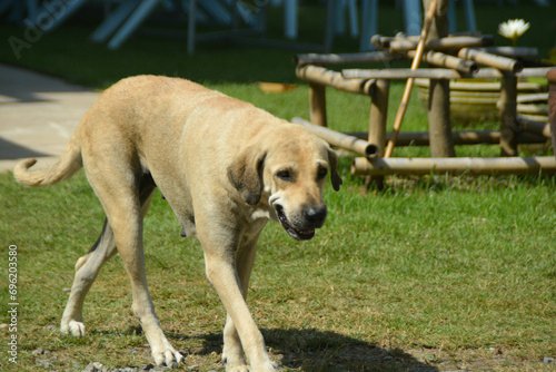 A big thin dog walking in the garden.