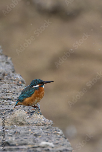 Kingfisher In Kuwait
