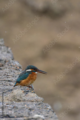 Kingfisher In Kuwait