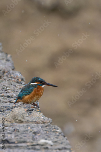 Kingfisher In Kuwait