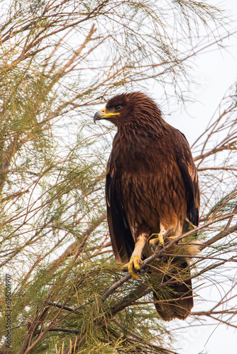 Spotted Eagle in Kuwait