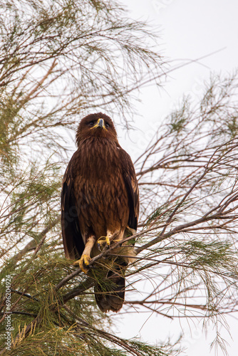 Spotted Eagle in Kuwait