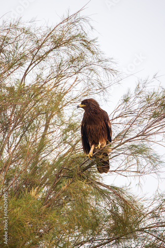 Spotted Eagle in Kuwait