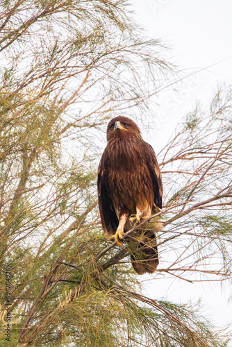 Spotted Eagle in Kuwait