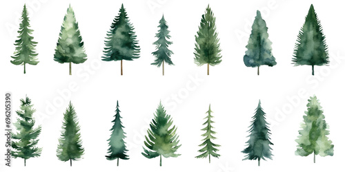Collection of watercolor illustration spruce, fir, green tree isolated on background. PNG transparent background.
