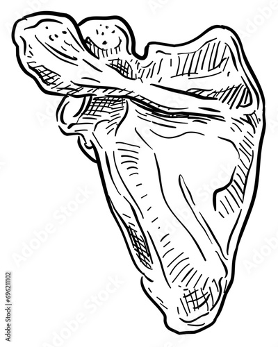 bones scapula handdrawn illustration