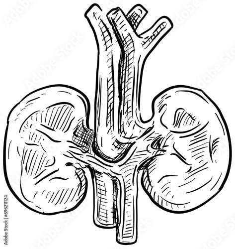 kidney handdrawn illustration