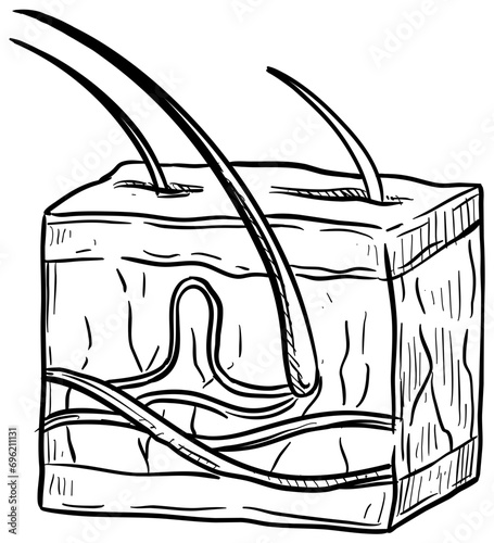 skin layers handdrawn illustration