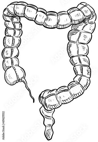 intestines handdrawn illustration