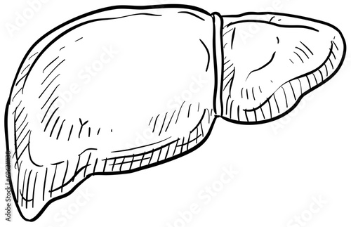 liver handdrawn illustration