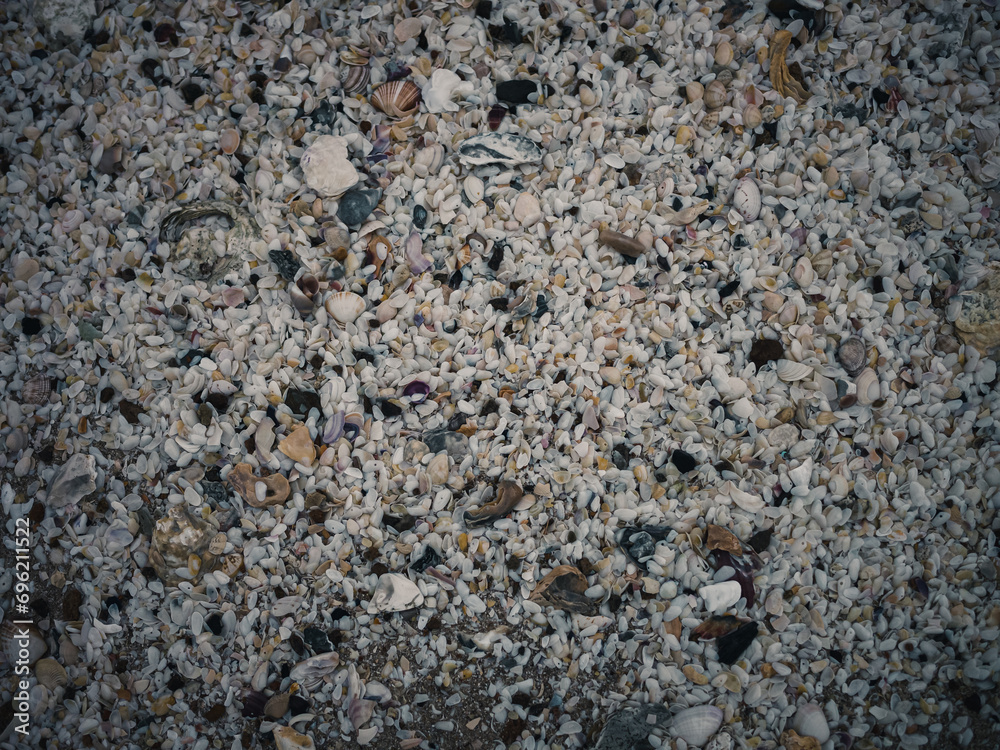 Seashells on the beach Seashells on the beach