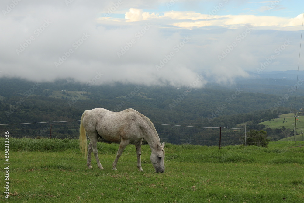 Obraz premium White Horse grazing