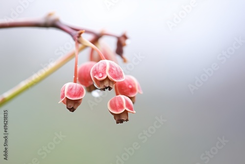 winter mist on a spindle berry in close-up © Alfazet Chronicles