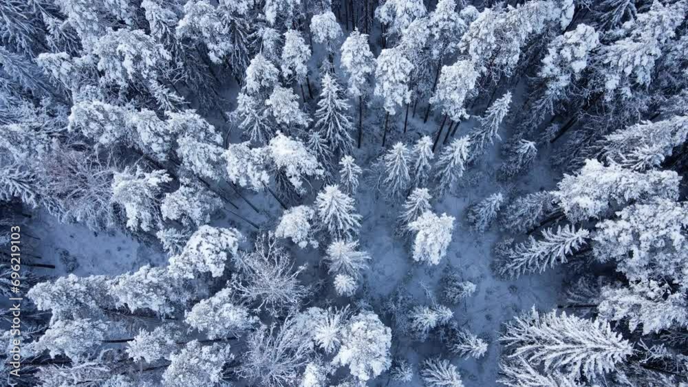 Snowy winter forest from top drone flow Snowy winter forest from top drone flow