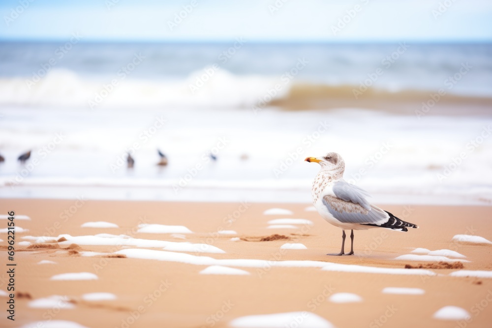 lone seagull on a snowy beach with waves in the background lone seagull on a snowy beach with waves in the background