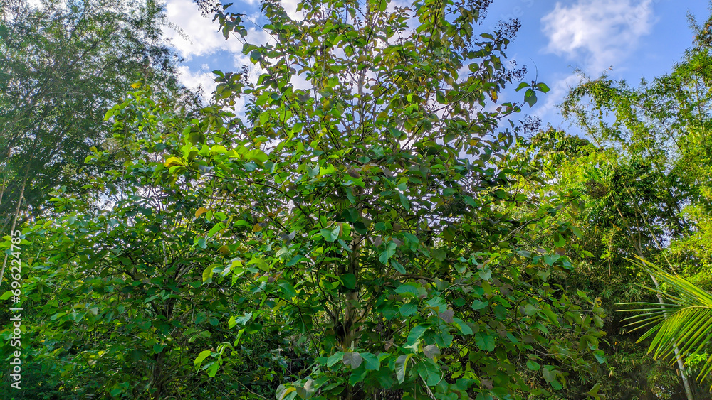 green leaves from teak trees, teak forests green leaves from teak trees, teak forests