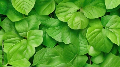A Close-up of Vibrant Green Leaves in a Garden, a Captivating Cover Page for a Spring-Themed Background, Radiating Ecological Wallpaper Charm. © Md