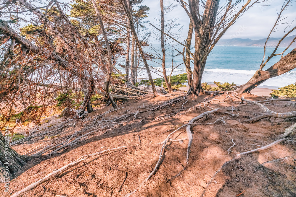 Twisted gnarled cypress tree roots on the side of a coastal cliff on Lands End trail with the Bay in the background in San Francisco, California USA Twisted gnarled cypress tree roots on the side of a coastal cliff on Lands End trail with the Bay in the background in San Francisco, California USA
