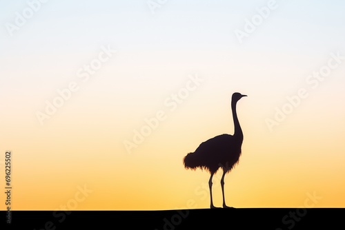 lone ostrich silhouette on hill at dawn