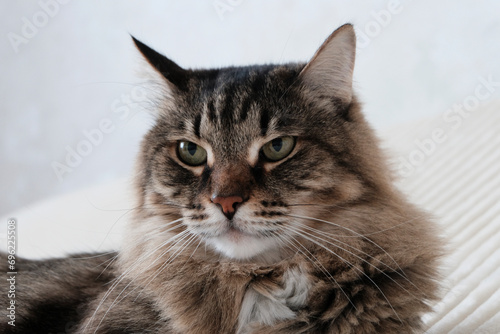 Big gray tabby cat, beautiful close-up portrait. Pets, animal clinic.