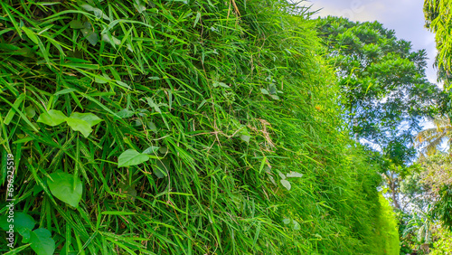 green bamboo bush plant