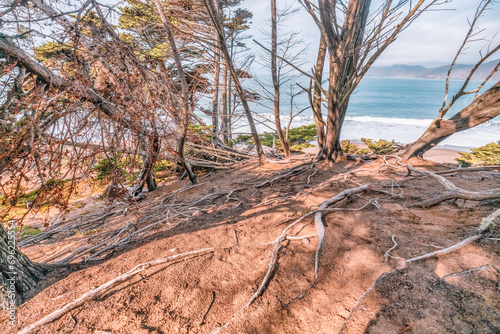 Twisted gnarled cypress tree roots on the side of a coastal cliff on Lands End trail with the Bay in the background in San Francisco, California USA