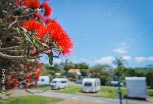 Takapuna beach in summer. Pohutukawa trees in full bloom. Unrecognizable campervans in the background. Auckland.