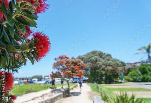 Takapuna beach in summer. Pohutukawa trees in full bloom. Unrecognizable people and cars in the background. Auckland.