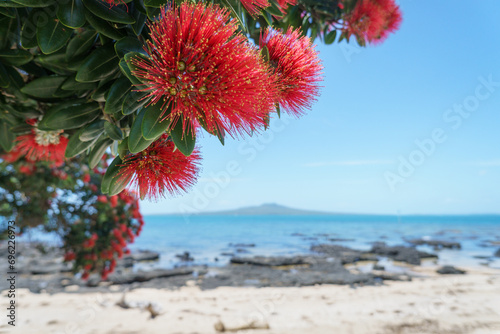 Pohutukawa trees in full bloom at Takapuna Beach. Rangitoto Island in the distance. Auckland.