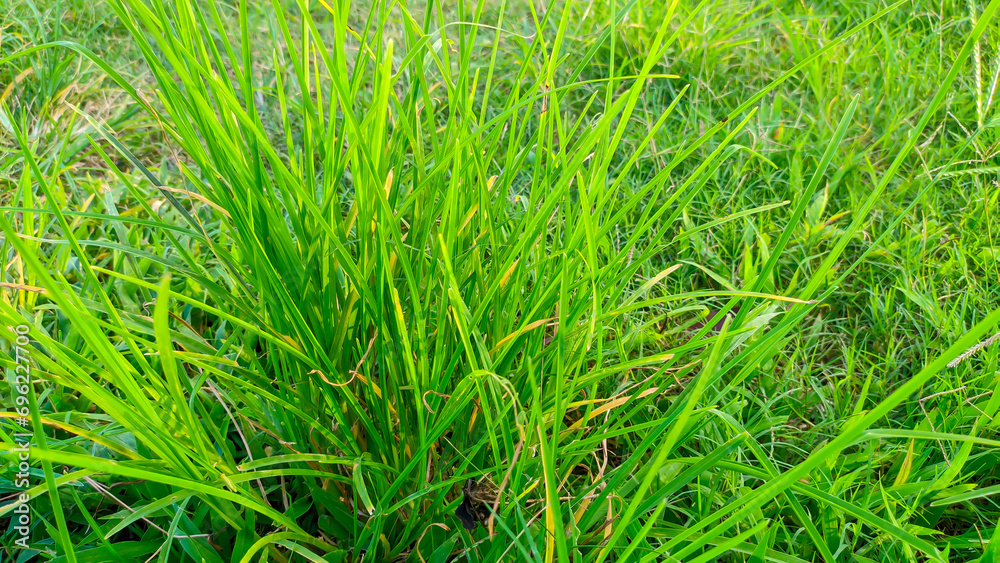 green wild alang grass green wild alang grass