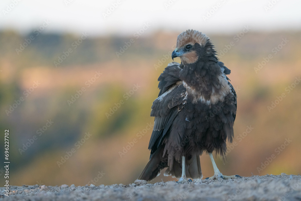 Fototapeta premium western marsh harrier on the ground 