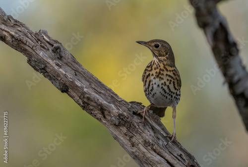 song thrush on the trunk 