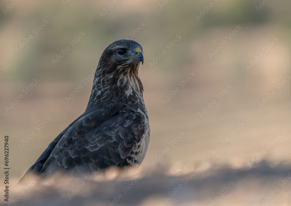 Common buzzard in the pine forest portrait Common buzzard in the pine forest portrait