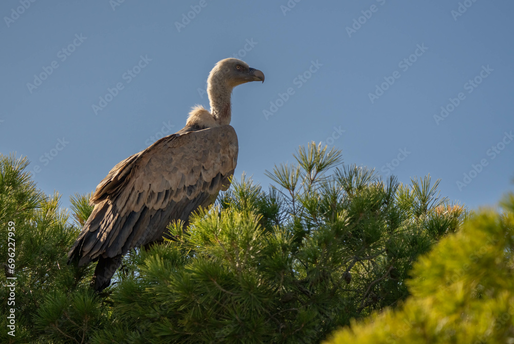 Fototapeta premium griffon vulture perched on a branch of pine tree