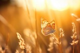 Sunset butterfly macro. Wild grass on a meadow in the summer.