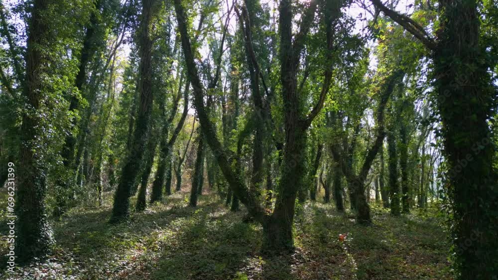 Dense Woods With Tree Trunks Covered With Ivy Plants. Forward Shot Dense Woods With Tree Trunks Covered With Ivy Plants. Forward Shot