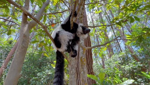 Black-and-white ruffed lemur (Varecia variegata) sitting on a tree and looking around. Madagascar.