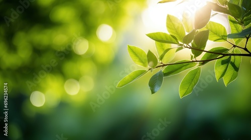 Young fresh leaves on green blurred background and sunlight. Summer and spring wallpaper