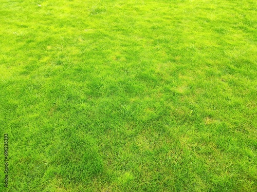 green grass background