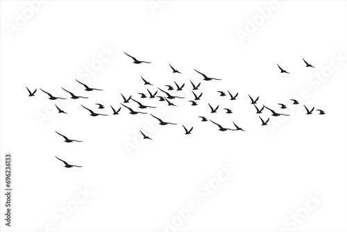 Birds flying with a natural distribution. Vector images. White background. 