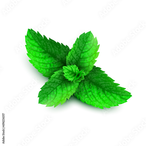 Vector mint spearmint peppermint leaf leaves set on white background